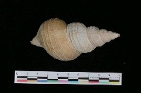 藏品(瀧庸峨螺)的圖片